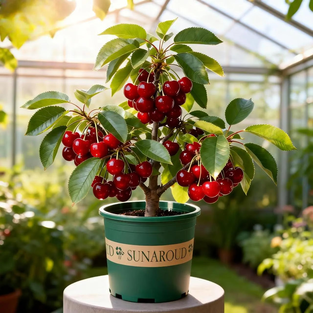 🍒Black Cherry Plant Kit – American & Chilean Varieties for Home Garden