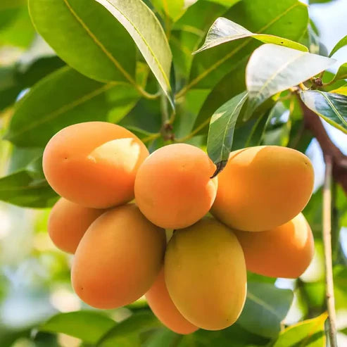 Extra-Sweet Superior Pink Mango Saplings and Seeds for Plant