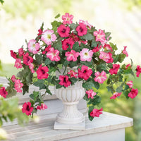 Powder pink