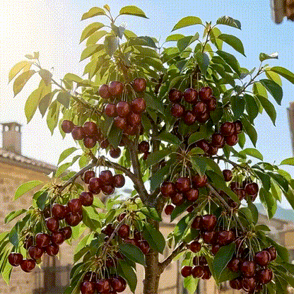 🍒Black Cherry Plant Kit – American & Chilean Varieties for Home Garden