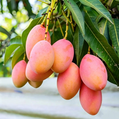 Extra-Sweet Superior Pink Mango Saplings and Seeds for Plant
