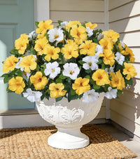 Yellow and white