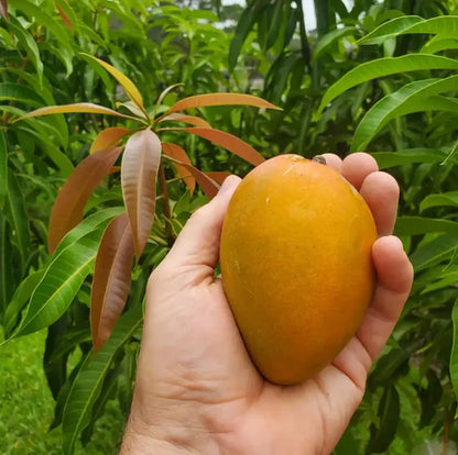 Extra-Sweet Superior Pink Mango Saplings and Seeds for Plant