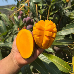 Extra-Sweet Superior Pink Mango Saplings and Seeds for Plant