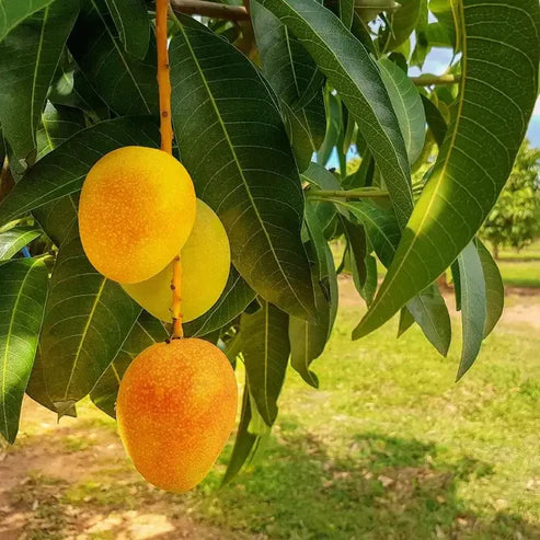 Extra-Sweet Superior Pink Mango Saplings and Seeds for Plant