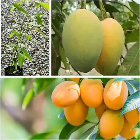 Extra-Sweet Superior Pink Mango Saplings and Seeds for Plant