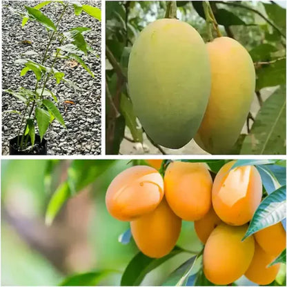 Extra-Sweet Superior Pink Mango Saplings and Seeds for Plant