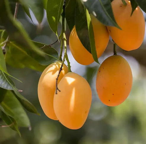 Extra-Sweet Superior Pink Mango Saplings and Seeds for Plant