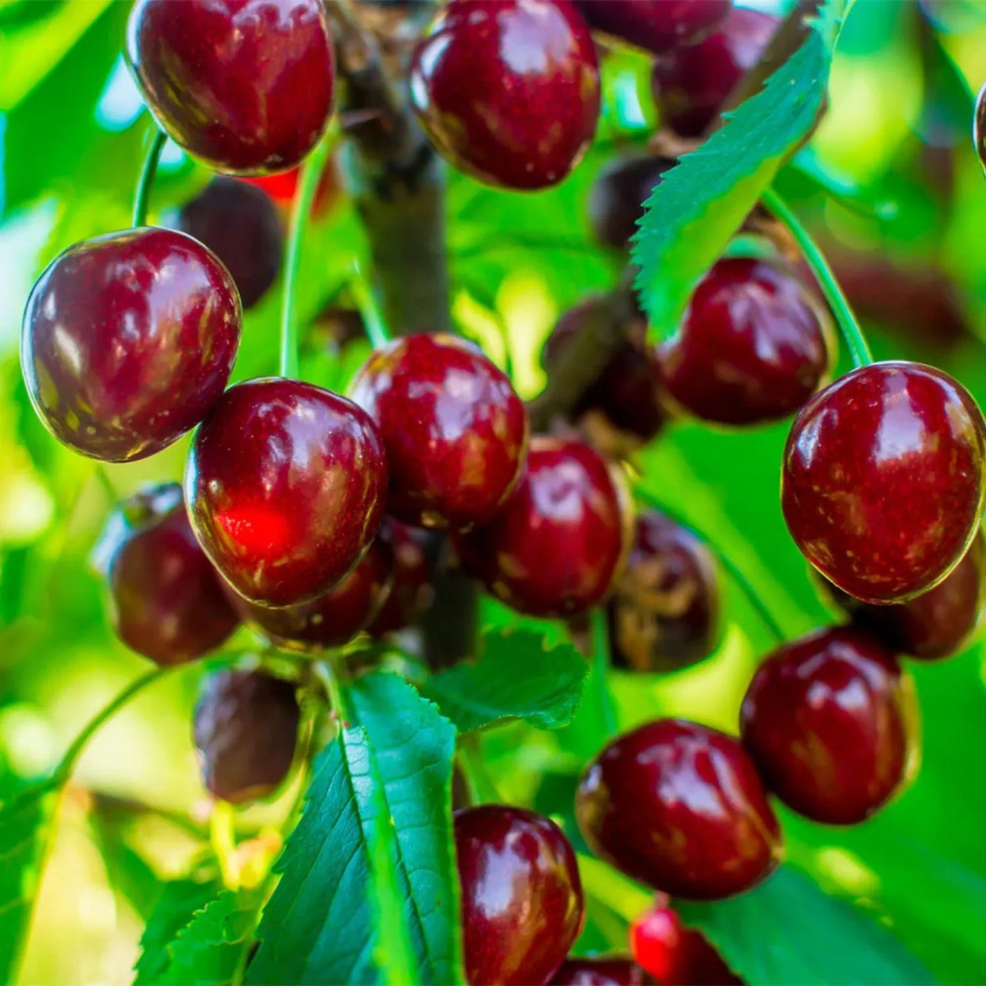 🍒Black Cherry Plant Kit – American & Chilean Varieties for Home Garden